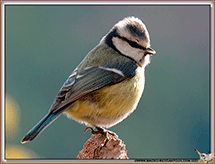 Mésange Bleue